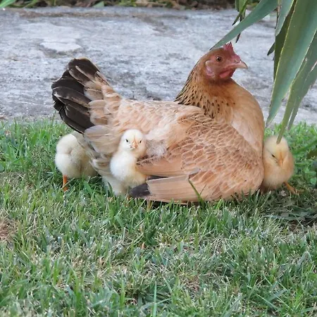 No Meio Da Natureza - Turismo No Espaco Rural Agroturismo Vila Nova de Famalicão