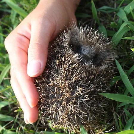 Çiftlik konaklama No Meio Da Natureza - Turismo No Espaco Rural *