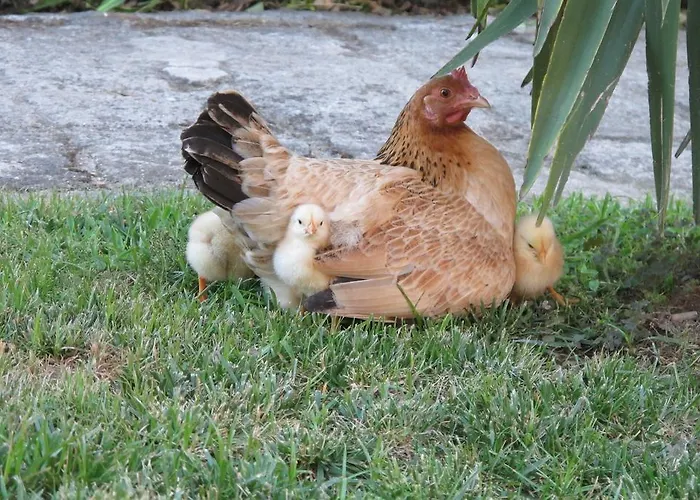 No Meio Da Natureza - Turismo No Espaco Rural Фермерский дом Вила-Нова-ди-Фамаликан