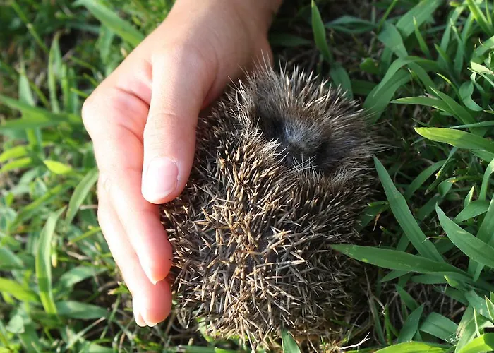 Agroturismo No Meio Da Natureza - Turismo No Espaco Rural *