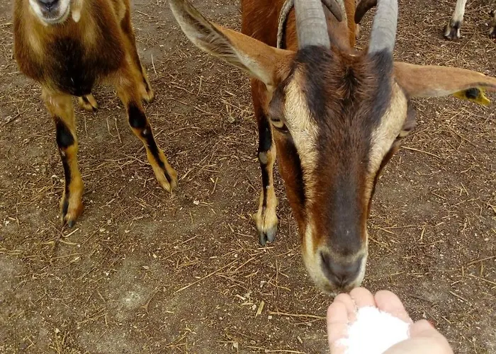 No Meio Da Natureza - Turismo No Espaco Rural * Вила-Нова-ди-Фамаликан